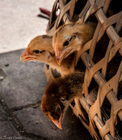 Baby chicks in the market.