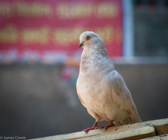 White doves for peace.