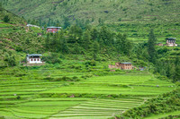 Rice paddies as we drove along the highway today.