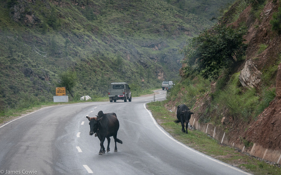 Cows are sacred in Bhutan and can be found roaming the hills, streets and highways!