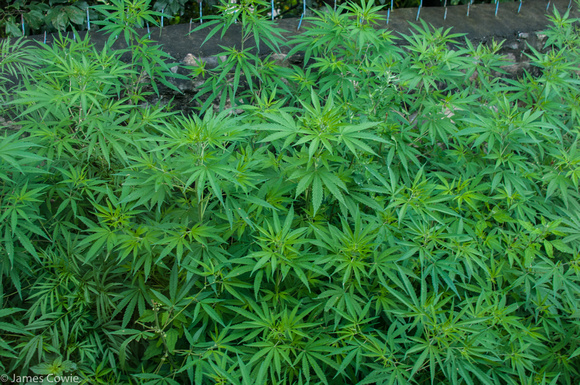 Guess what grows in Bhutan all over the place & is considered an annoying weed. Marijuana!