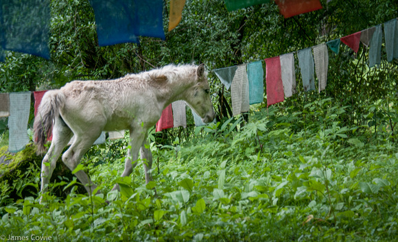 A colt by some prayer flags.