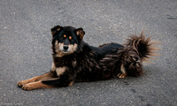 Many street dogs in Bhutan.