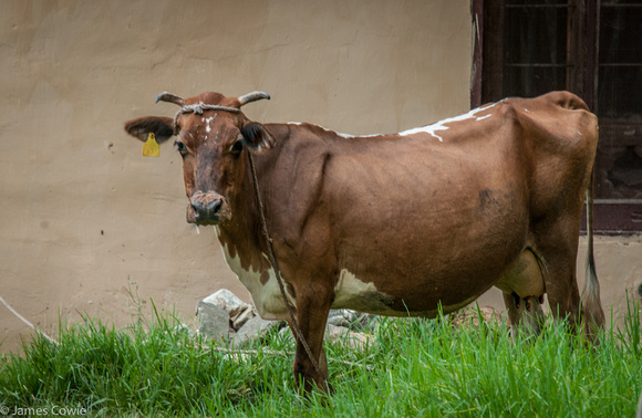 A curious cow as we set out to hike around the village today.