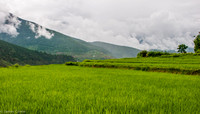 More rice fields.
