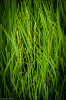 Rice ready for harvest.