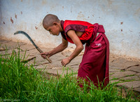 Young monk tiding up the grass by the sidewalk.