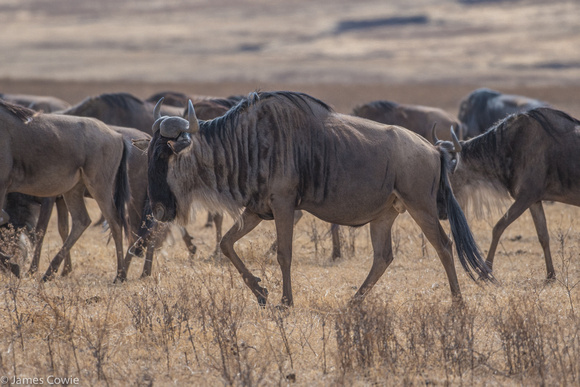 Wildebeest on the move, these guys don't leave the crater.