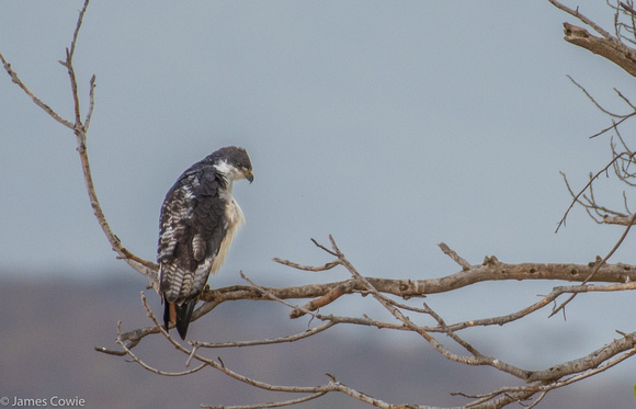 Augur Buzzard checking out the morning life in the crater.