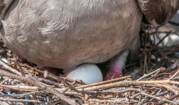 Nesting Red Footed Boobie.