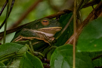 Green tree frog.