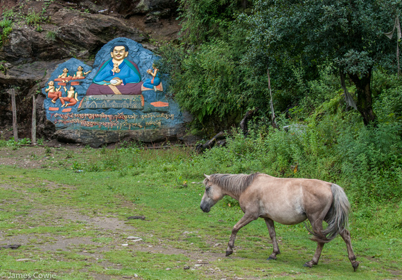 Many animals run free in Bhutan, horses, dogs and cattle to name the main ones you will see.