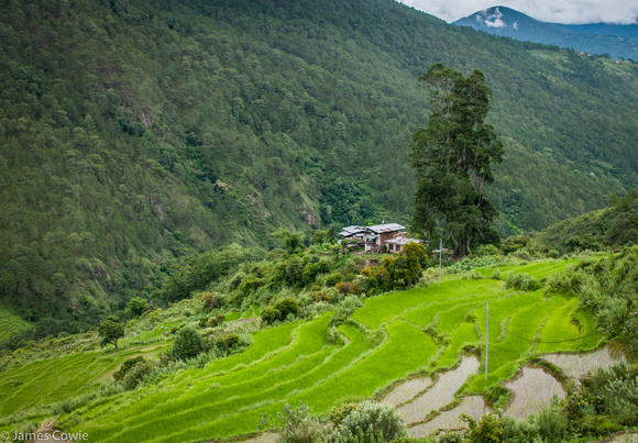 More rice fields and beautiful homes in the valley below.