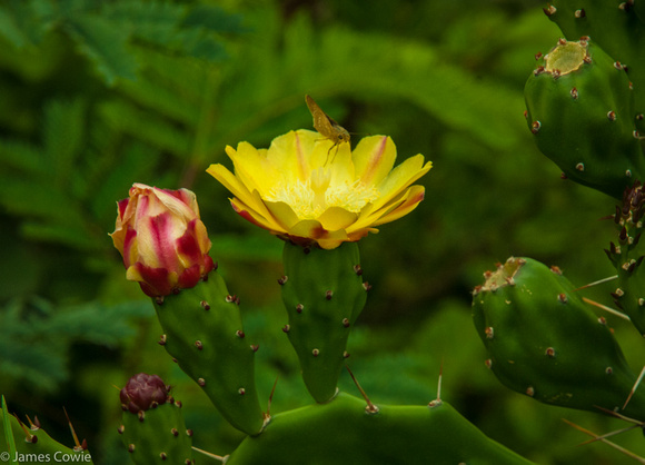 This is the tropic side of the Bhutan mountain range. Flowering cactus.