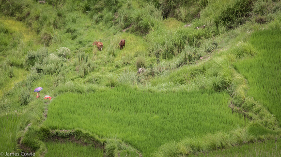 Farmers and cows in the rice fields.