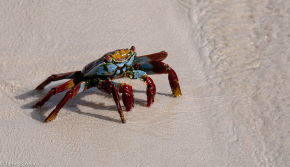 Sally Light Footed Crab on the beach.