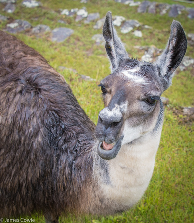 One of the many lamas wondering around Machu Picchu.