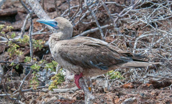 Red Footed Boobie as we hiked the ridge.