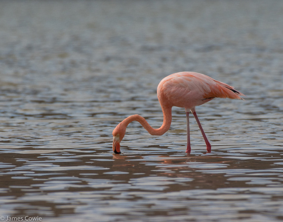 Flamingo in the bay.