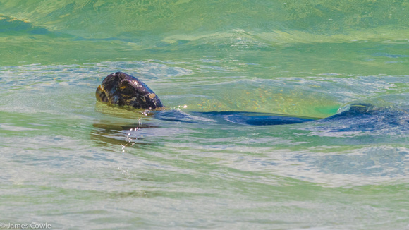 Sea turtle swimming past.