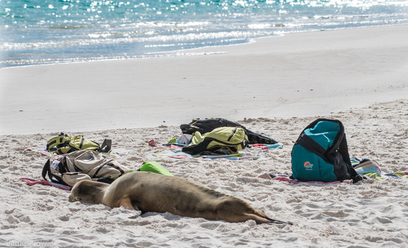 This is what happens when you leave your stuff on the beach. The locals move in!