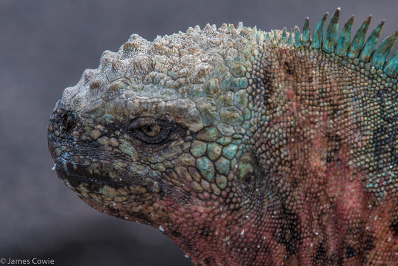 The marine iguanas are very colourful in the southern islands.