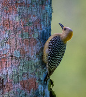 Hoffman's Woodpecker