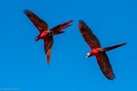 Red Scarlets in flight.