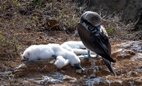 Baby boobys