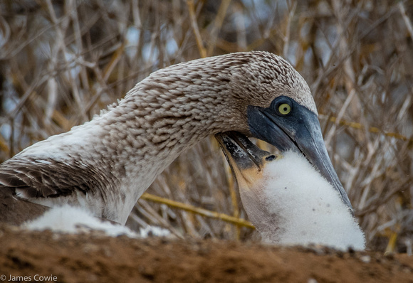 Blue footed booby and her baby. Looking for food mom.