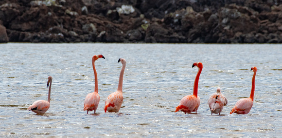Many flamingos in the inner bay this morning.