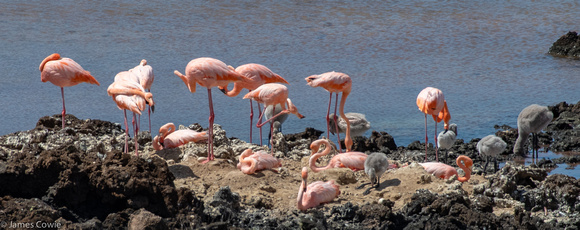 Another view of the baby flamingos and their parents.