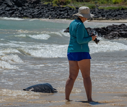 Liz with a sea turtle coming out of the surf.