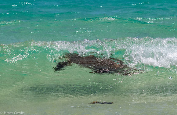 Another sea turtle in the surf.