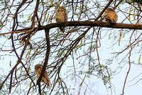 Three Owlets great us as we make our way into Keoladeo National Park