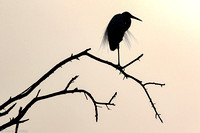 Egret perched against the morning light