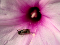 Bee covered in pollen in a Morning Glory flower