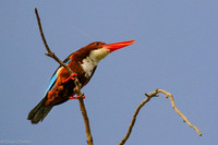 ommon India Kingfisher high up in a tree