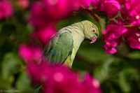 ose- Ringed Parakeet surrounded by pink flowers