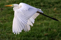 Egret takes flight in the morning light.