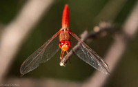 Red-veined Dragon fly macro