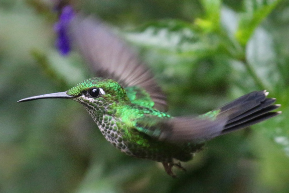 Humming bird flies at the Selvatura Park.