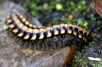 A Centipede on the trail at the Selvatura Park and Hanging bridges.