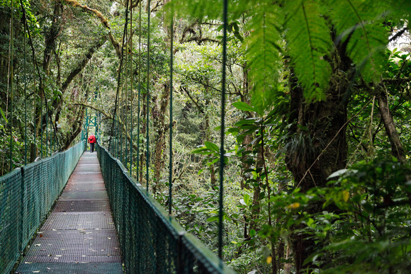 Hanging bridge takes you into the forest canopy