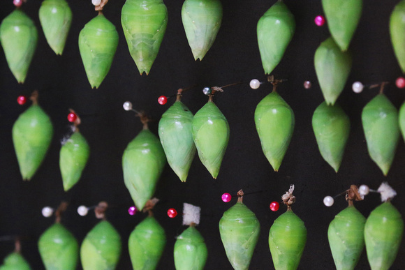 Cocoons in the Butterfly exhibit.