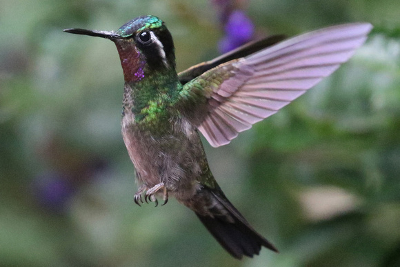 Humming bird hovers at the Selvatura Park.