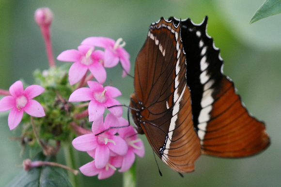 A Butterfly lands on flowers in the Butterfly exhibit.
