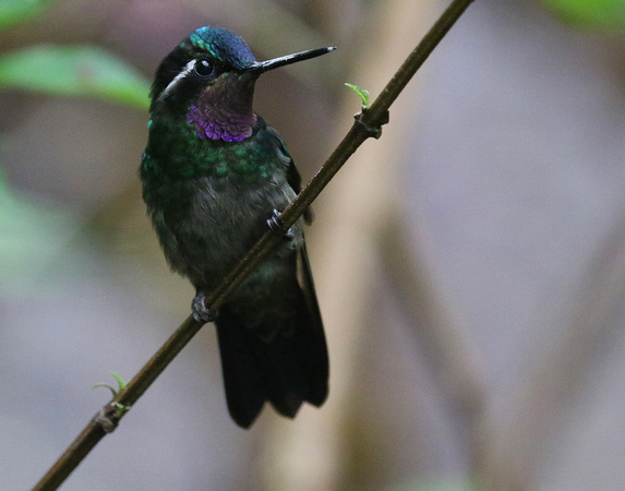 Humming bird at the Selvatura Park.