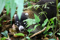A Coati a (member of the raccoon family).