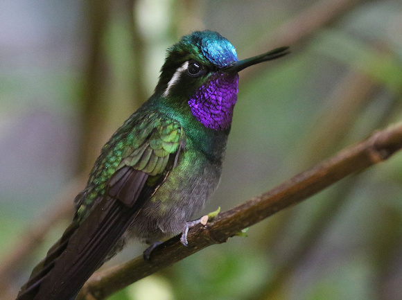 Colourful Humming bird at the Selvatura Park.